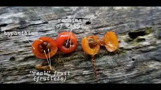 Why the apple is a false fruit