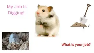 What does my Mochi hamster do daily life? #hamster #pets #intertainment #cute 