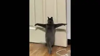 rolling cat