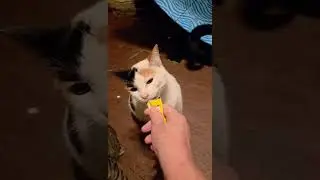 Лакомства Churu для домашних кошек. Большое спасибо, MissMazieCat.