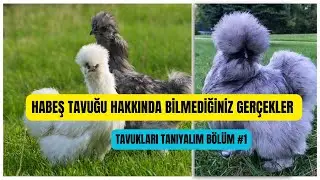 Habeş Tavuk Hakkında Herşey | Habeş Tavuk Irkı | Habeş Tavuk Özellikleri | Tavukları Tanıyalım Habeş