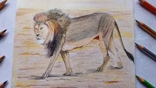 Drawing lion for beginners Anusree Singh Arts. Colour pencil drawing.