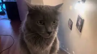 Я говорю со своим котом об этикете деловых встреч