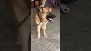 UnitedStates 🇺🇲 dog bark compilation #unitedstates #usa#usadogs #usashorts #viralhog #shorts