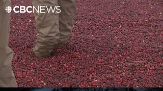 Сезон сбора клюквы в Британской Колумбии в самом разгаре