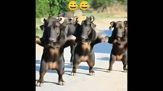 buffalo 🦬 dance video #funny #shortsvideo #trend #shorts