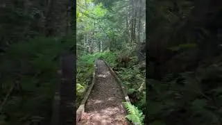 Walking a Boardwalk on the Middle Fork Trail