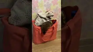We're ready to go, our bags are packed. #rats #belovedpets