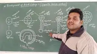 M.Sc.final(Botany) embryogeny