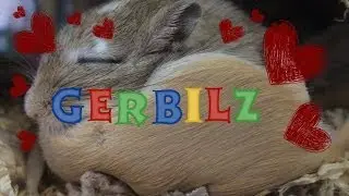 Keeping Male Gerbils Together