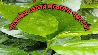 Neem oil substitute,#Hibiscus plans