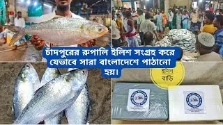 How To Buy and Deliver Fish Online 2022 | চাঁদপুর পদ্মার ইলিশ সংগ্রহ ও ডেলিভারি | Fish Delivery |
