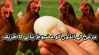 Soft Egg Shell | Murghi Ky Kachay Andon Ka ilaj |