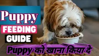 📣 Shih Tzu Puppies Diet ll Puppy ka wait कैसे बढ़ाए #abhaypetlover