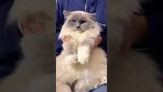 Dig dig maso #meme #trend #catshorts #funny #funnycat #cutecat #pets #viral