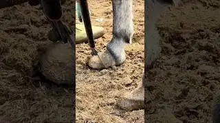 Professional donkey hoof trimming tutorial: key steps and precautions