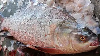 Fish Cleaning and Cutting in Fast speed | Amazing Cutting Skills | Fish Cutting Skills | Part 10