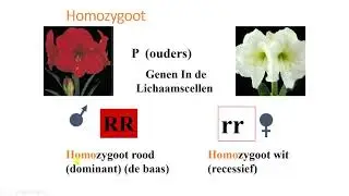 dominant recessief homozygoot heterozygoot