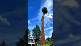 #asmr #funny #deadplant #giant #tree #wood #deadtree #fail #oddlysatisfying #satisfying