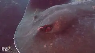 Canon R6 4K Underwater footage: Round fantail stingray