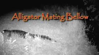 Trail Camera Capture of Wild Alligator Mating Call!