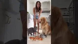 Cat Snitches on Dog After Kitchen pizza Disaster #cat #kitten #cute
