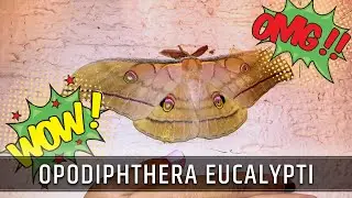 Opodiphthera eucalypti / Emperor gum moth