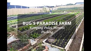 Bug's Paradise Farm &ndash; Organic Farm and Cafe by BMS Organics in Kampung Pulau Meranti Puchong