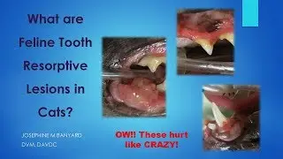 Feline Tooth Resorption