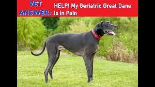 VET ANSWER: I Think My Elderly Great Dane Is In Pain - What Should I Do?