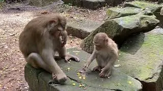 lovely baby monkey needs good warming