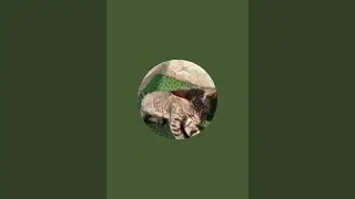 meow kit-kat  is live!