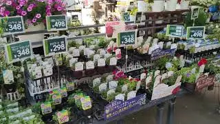 日本花市 日本的花市#日本 #花市 #花市生活 #日本生活 #上热门