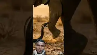 🐘Hathi ke cartoon video elephant ka green screen video😈