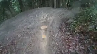 Dyfi bike park turns in the ferns 