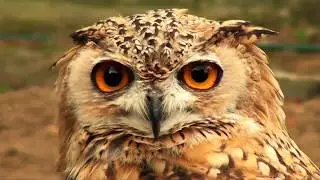 Welsh Hawking Centre: Barry: Glamorgan: Wales