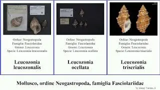 Mollusco, ordine Neogastropoda, famiglia Fasciolariidae peristernia leucozonia fusinus mollusca