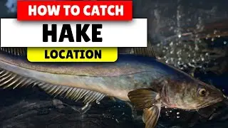 Assassin's Creed Valhalla How to catch big Hake | Best Locations