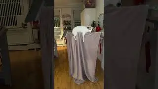 🎭 Wicked Dog Show? Broadway Fans Hilariously Recreate This! 🐾😂