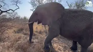 An Emotional Union Between Adine & Setombe | Human & Elephant