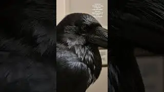Рагнар и Фрит крупным планом.