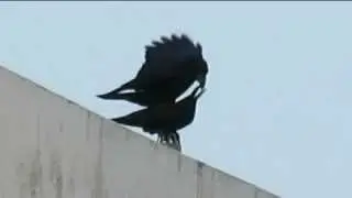 JUNGLE CROW, CORVUS MACRORHYNCHOS,  FEEDING THE YOUNG