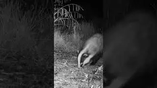 BADGER alert! - AWESOME Animal Video #badger #awesomevideo #shorts