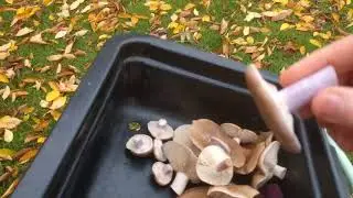 Грибы полевые