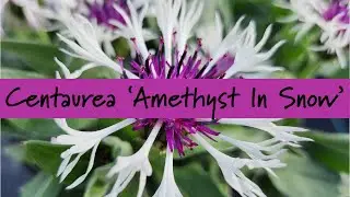 Centaurea &lsquo;Amethyst In Snow&rsquo; at Prides Corner Farms