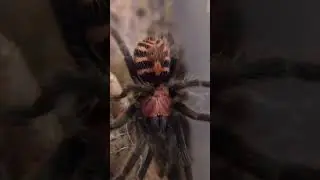 just a beautiful spider #beautiful #spider