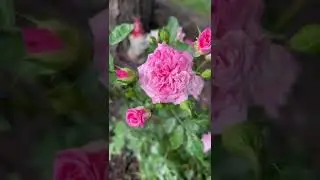 Drift Roses (Groundcover roses) This color is called &ldquo;Sweet Drift.&rdquo;