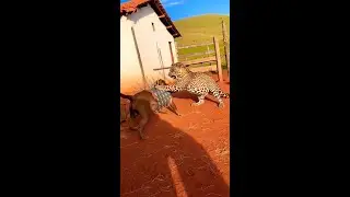 Jaguar Attacks Spiked Vest Dog and Get SHOCKED 😱 #Shorts