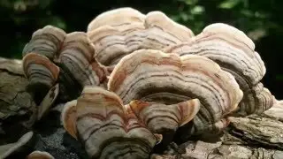 Kansas Mushrooms - 2015 slideshow video and music by Eyeball Soup