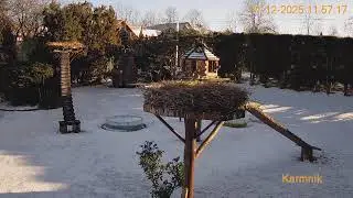 Gniazdo Bocianie pod Sokółką - na żywo.